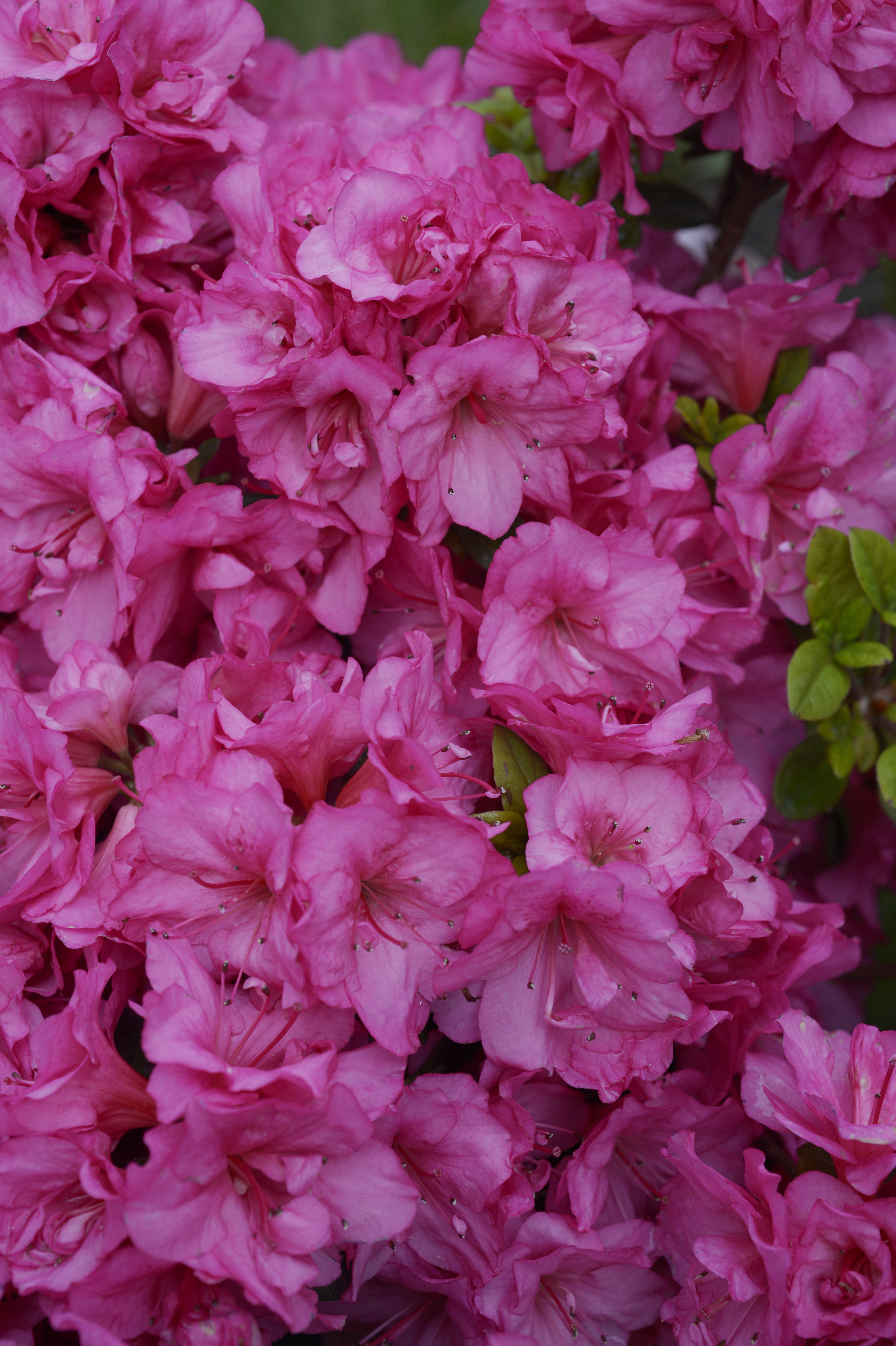 AZALEA japonica FLASH DANCE ® PINK 'Minsam9' cov - FPB